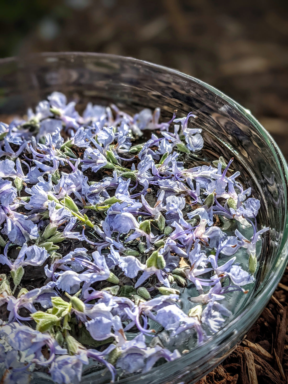 Why We Should Ditch the Essential Oil Fad for Flower Essences