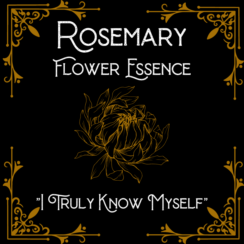Rosemary Flower Essence || Memory || Oregon Grown
