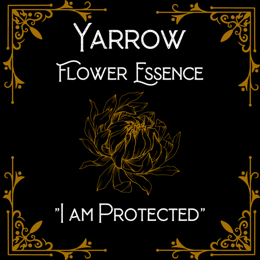 Yarrow Flower Essence || Protection || Oregon Grown