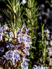Rosemary Flower Essence || Memory || Oregon Grown