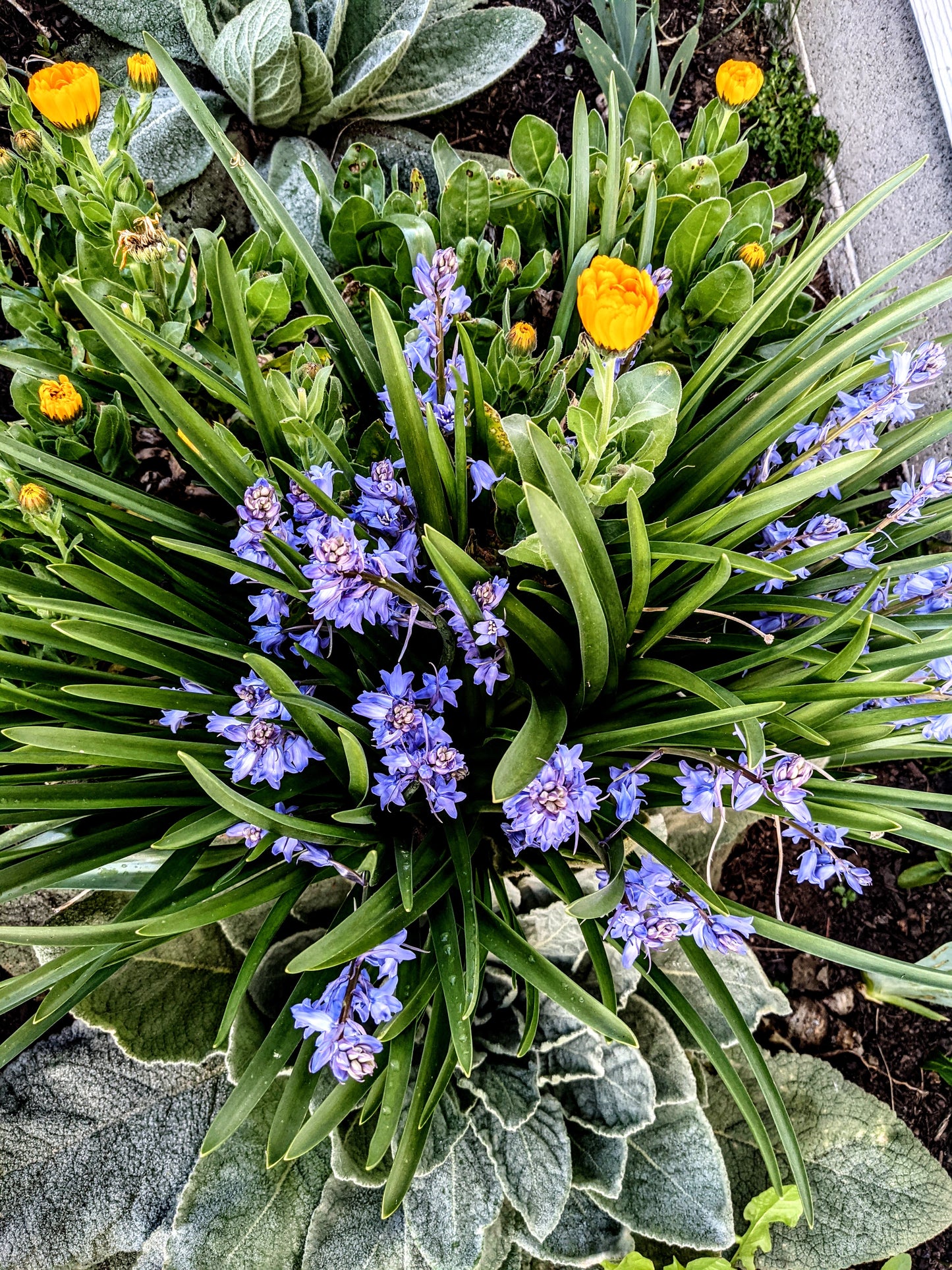 Bluebell Flower Essence || Communication  || Oregon Grown