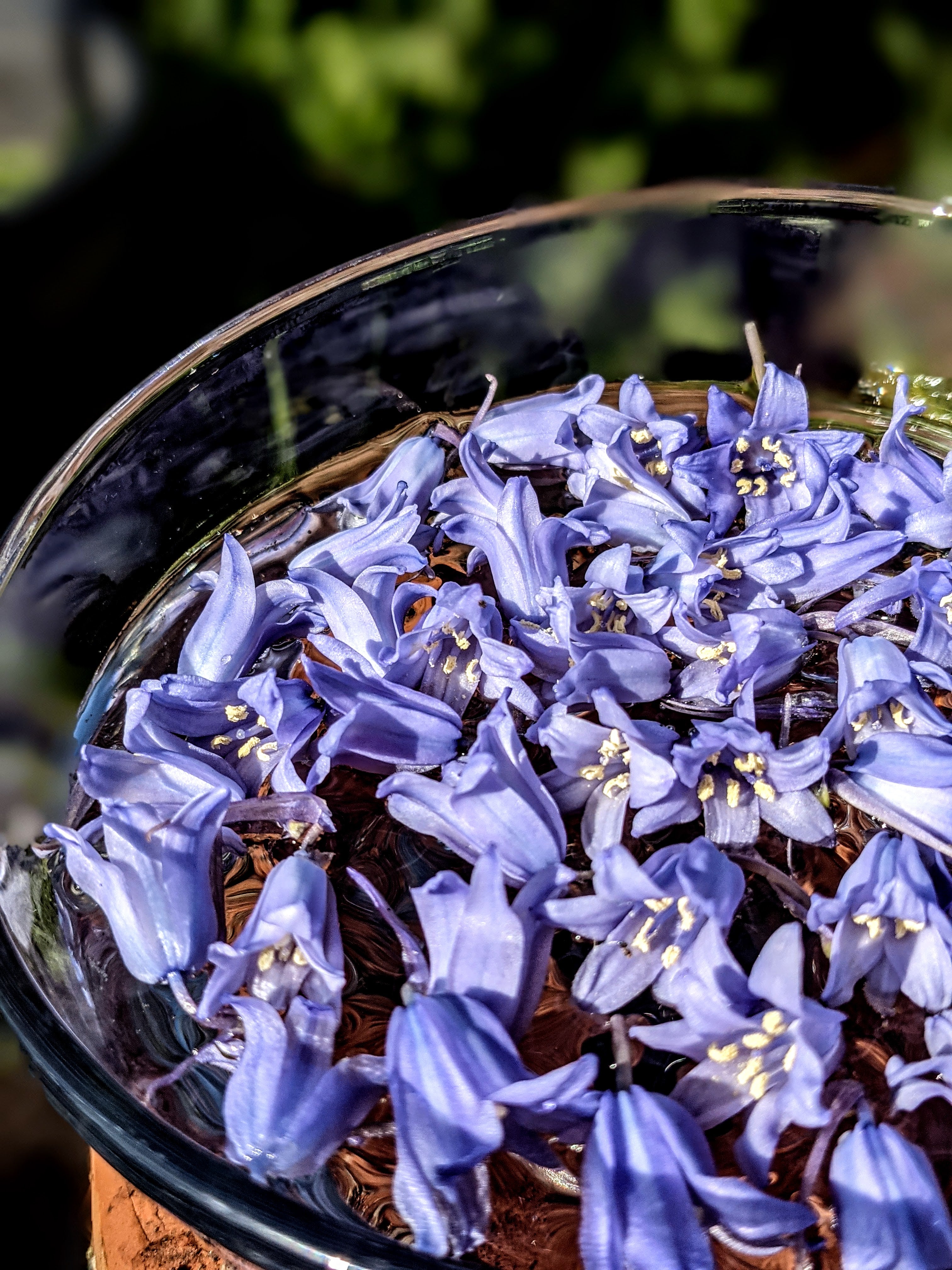 Bluebell Flower Essence – Pacific Essences