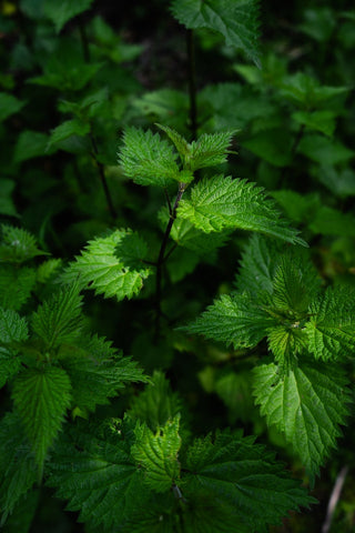Stinging Nettle Seeds | Urtica dioica