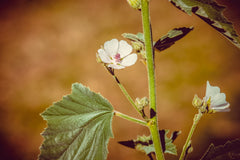 Marshmallow Seeds | Althaea officinalis