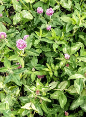 Red Clover Seeds | Trifolium pratense